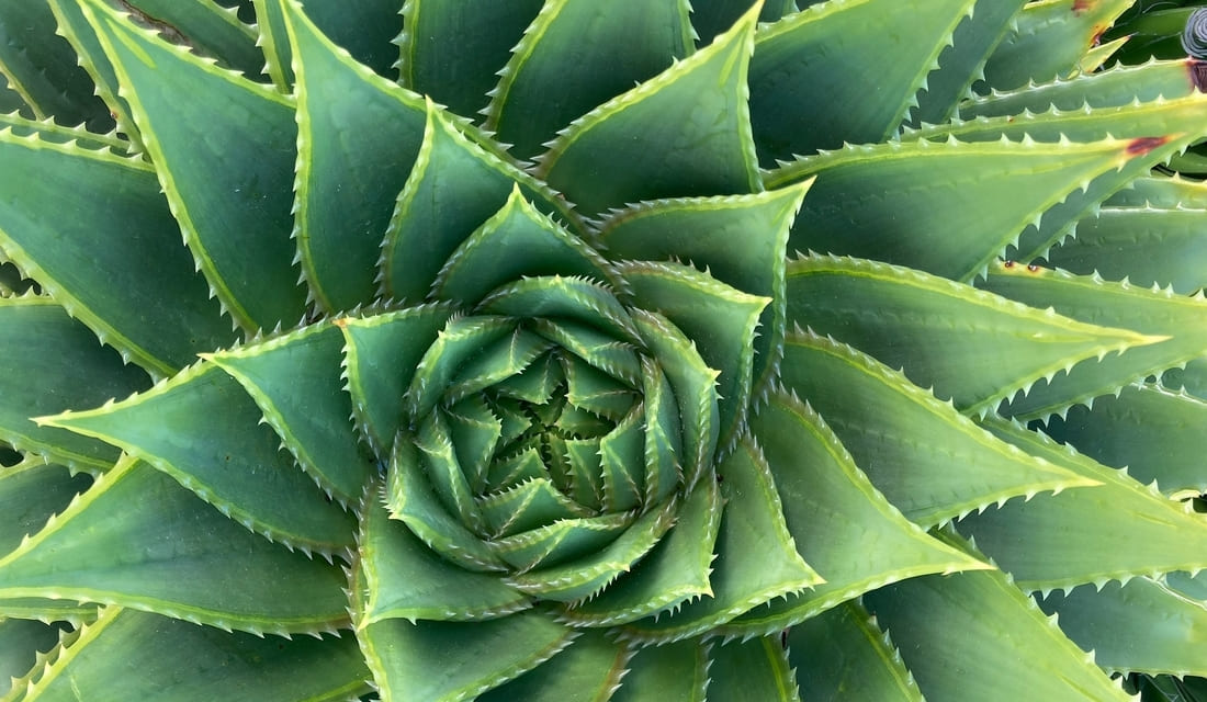 Aloe Vera Plant