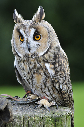 Owly McOwlface Picture